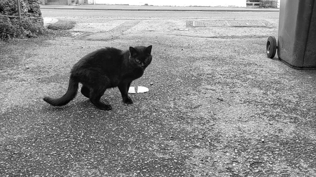 A black cat in an alleyway looks at the camera