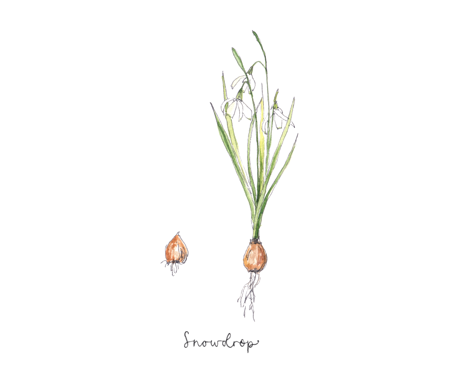 Botanical watercolour drawing of a snowdrop