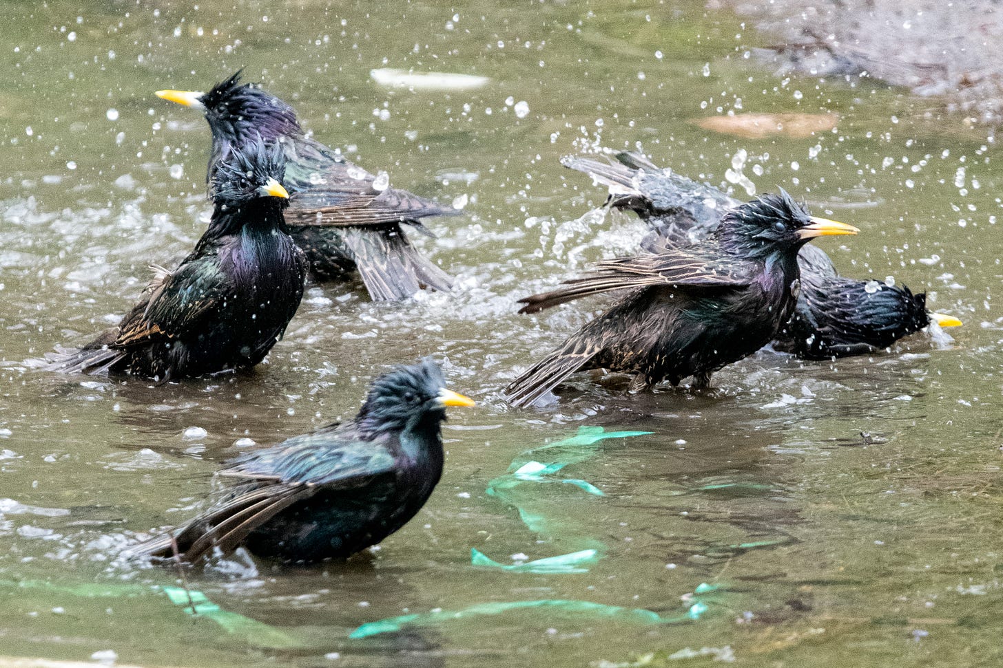 Five European starlings sopping wet, three standing in pondwater, one dunking itself, and another shaking its wings