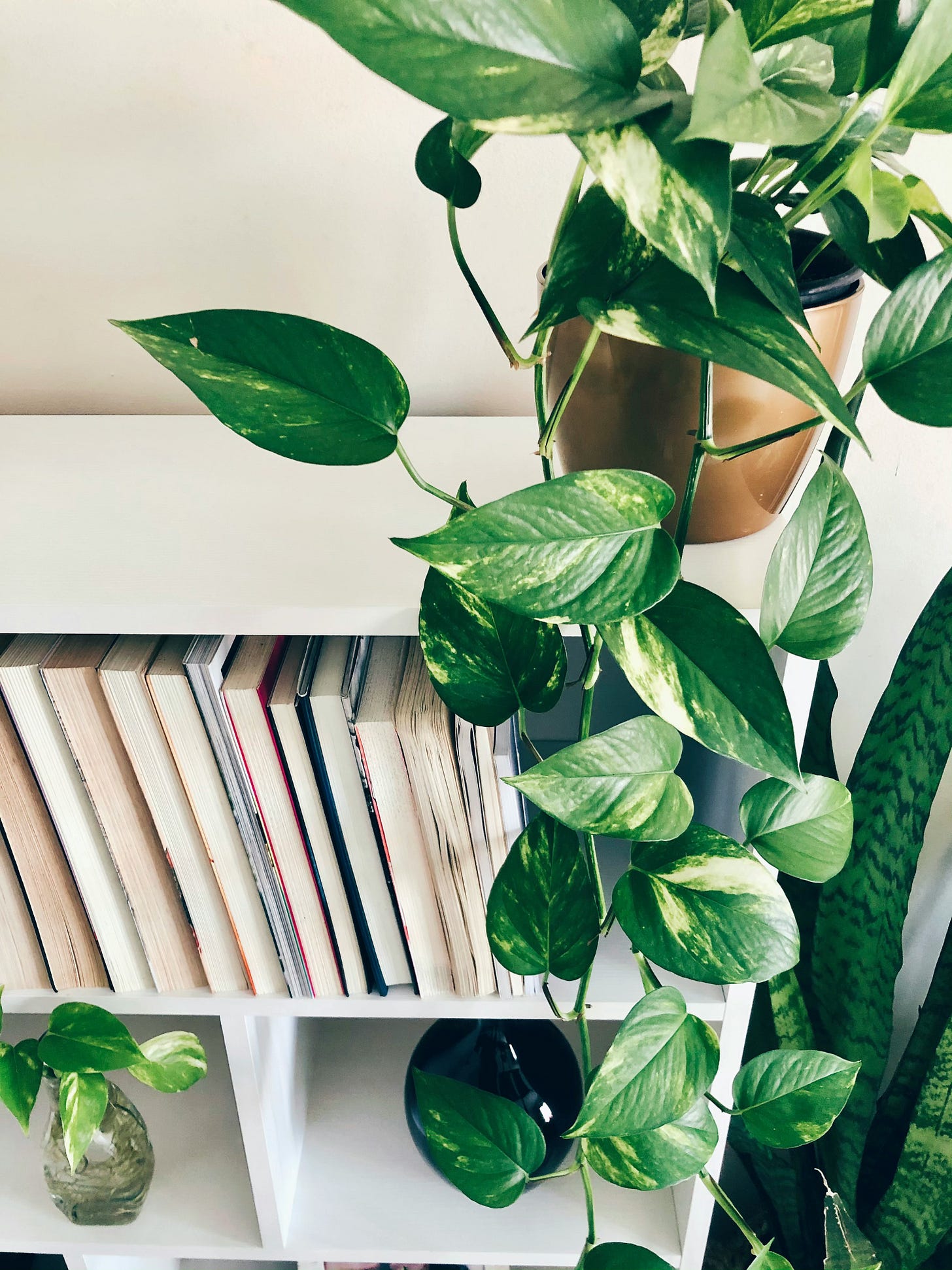 Photo of a lush pothos plant vining over a bookshelf.