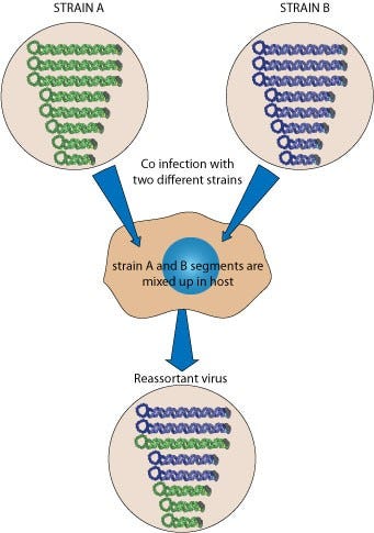 strain A vs B