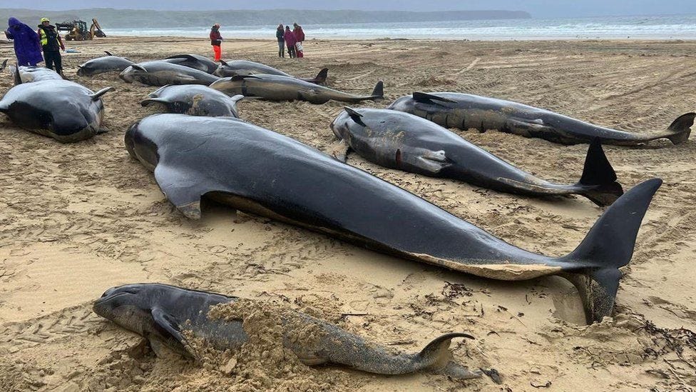 Whales stranded on Isle of Lewis