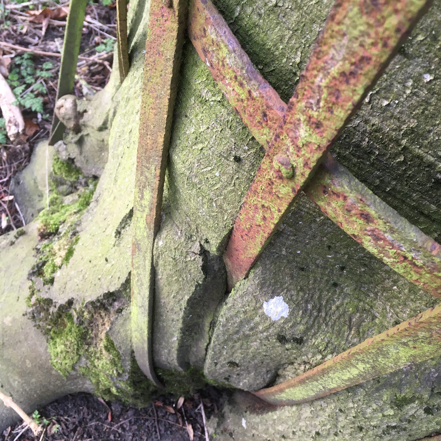 Iron bars on a tree guard being consumed by the tree itself