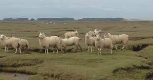 Salt Marsh Lamb - Real Food Hub