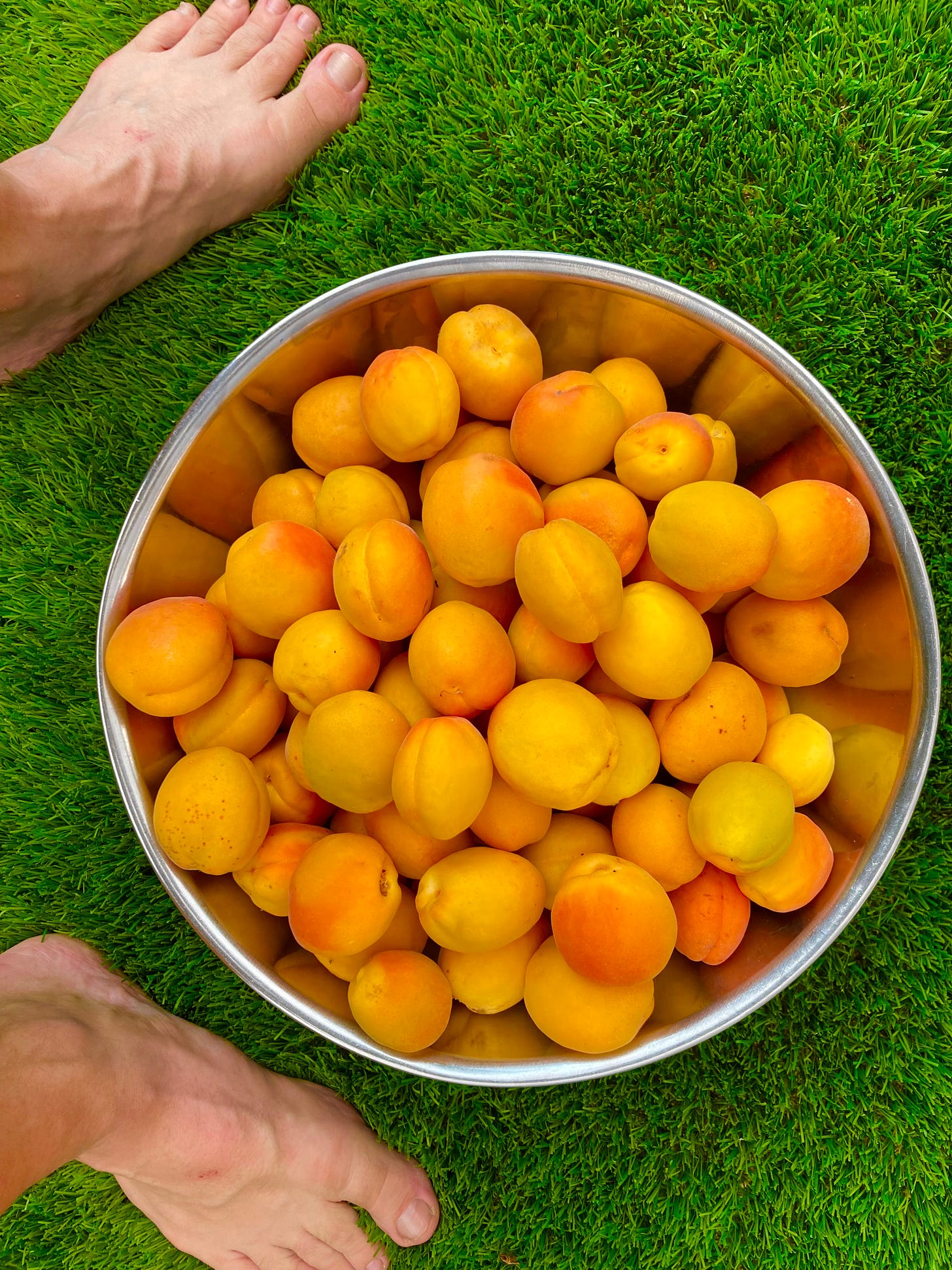 A man's bare feet are on each side of a stainless steel bowl of ripe apricots on fake grass background