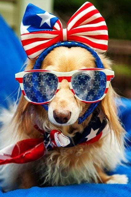 #cutepuppy4thofjuly | Patriotic dog, Patriotic pets, Dogs