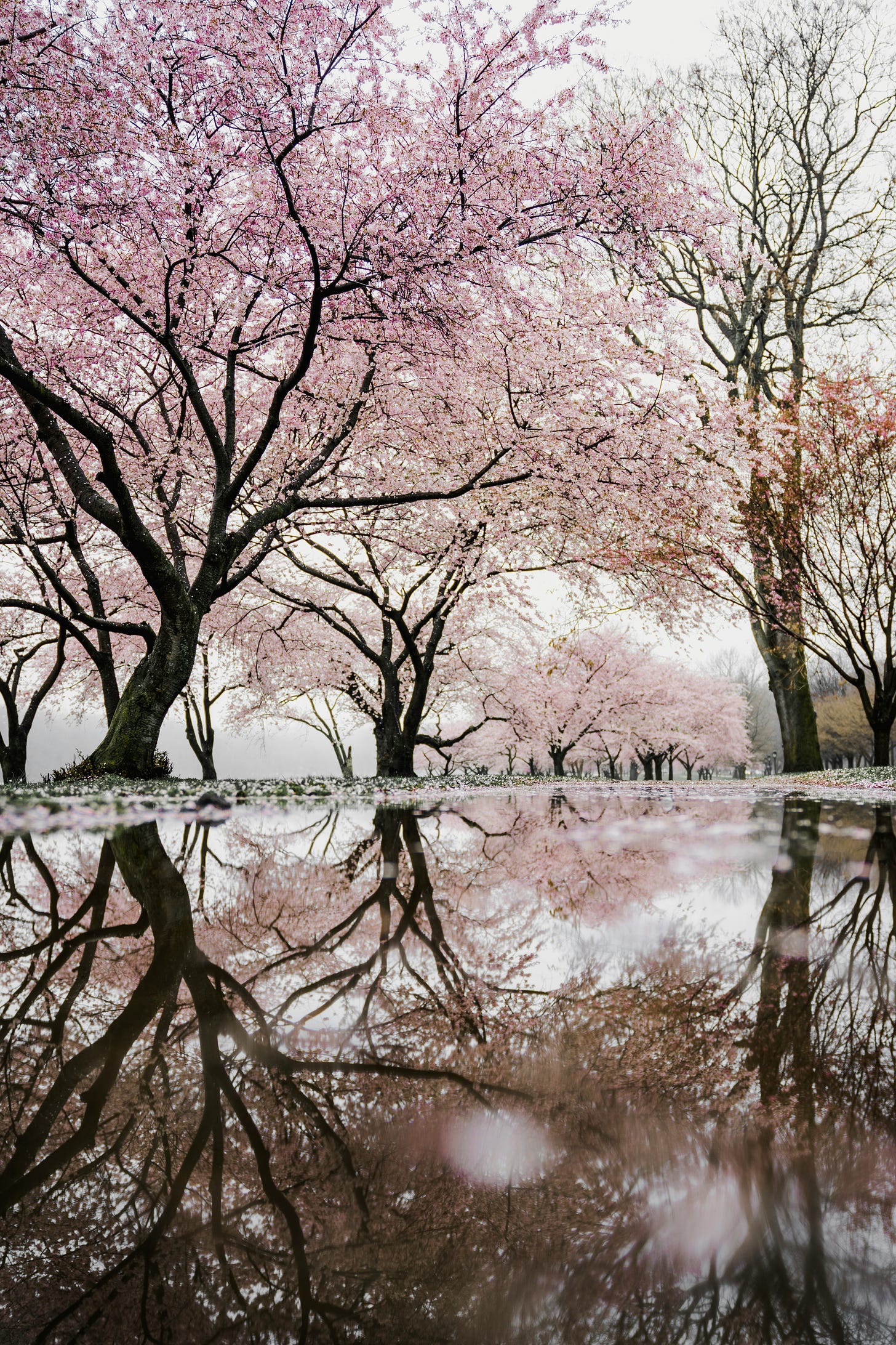 pink blossom trees on Fully Expressed by Sarina Zoe