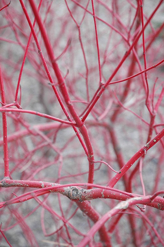 Red twigs of a dogwood shrub