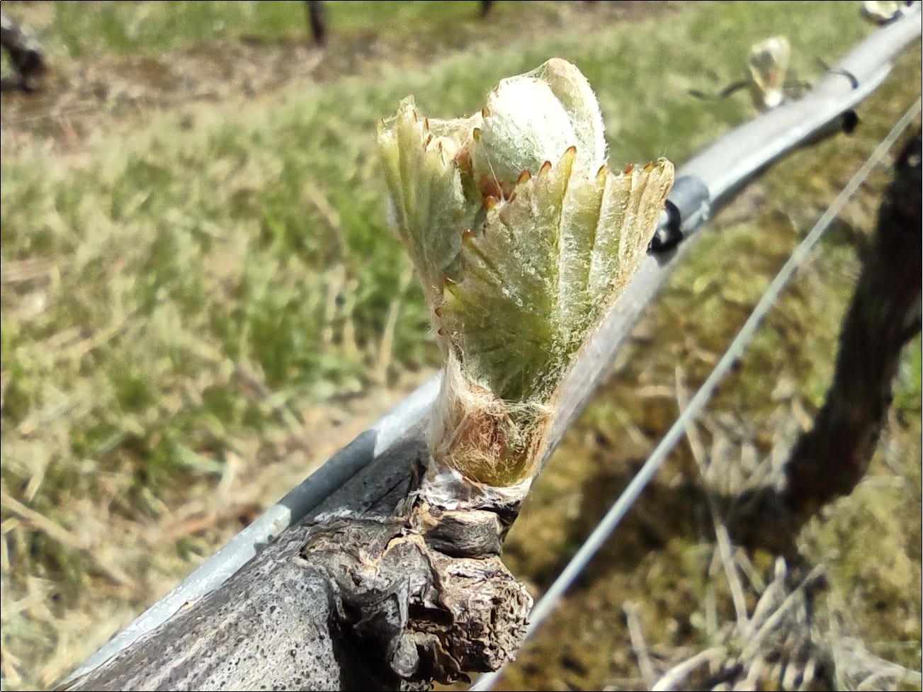 Bud break, Pommard clone Pinot Noir, vintage 2023.