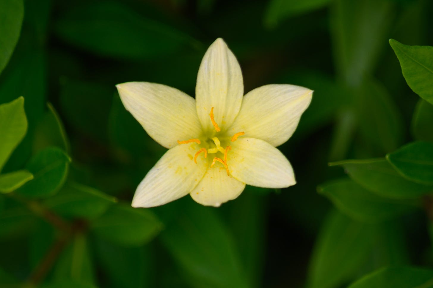 Small yellow rain lily amidst dark green shrubbery