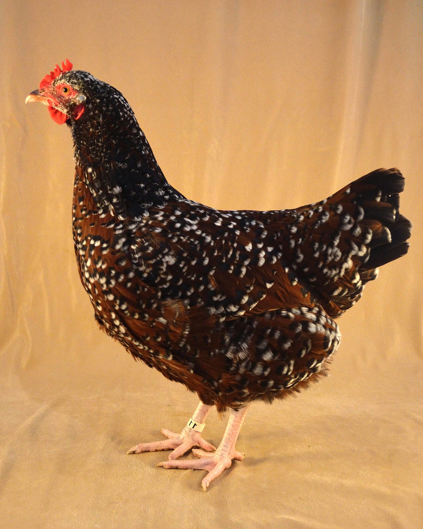 Sussex Chicken - The Livestock Conservancy