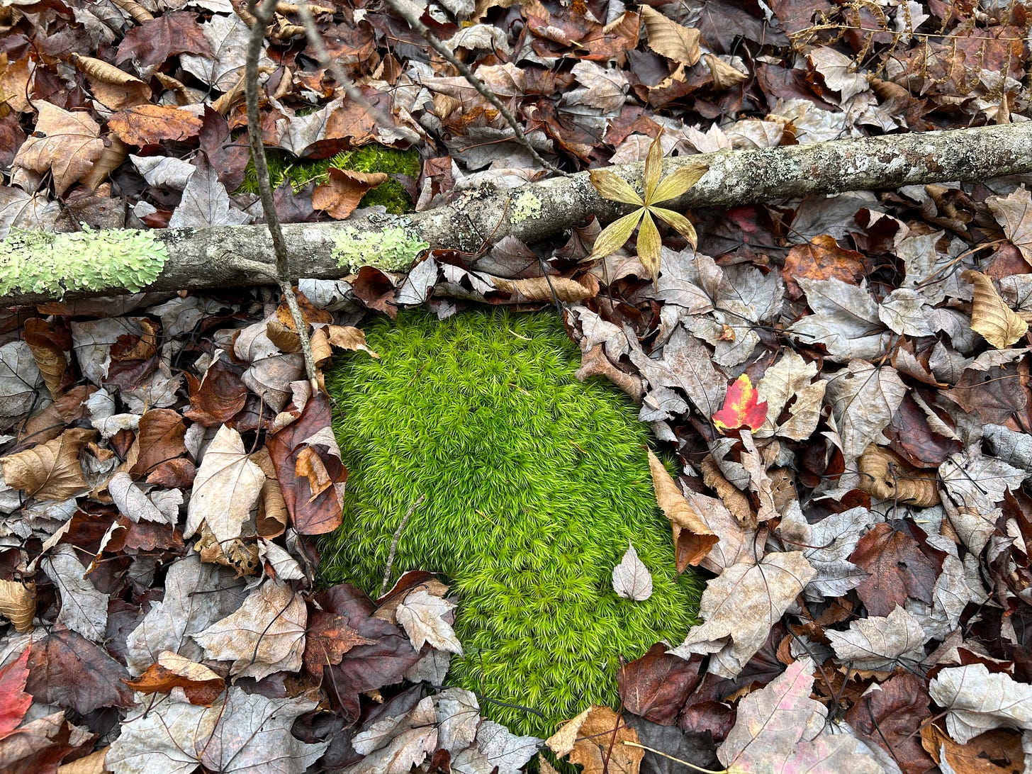 A particularly electric green patch of moss poking out amongst fallen leaves