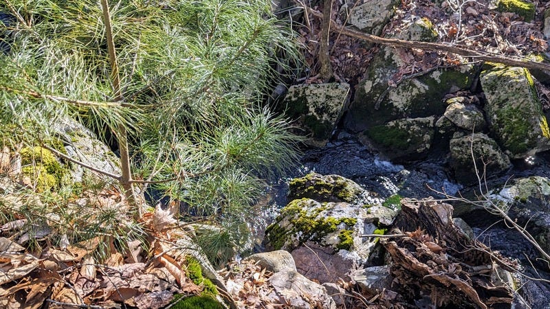 A small pine tree next to a stream in the woods