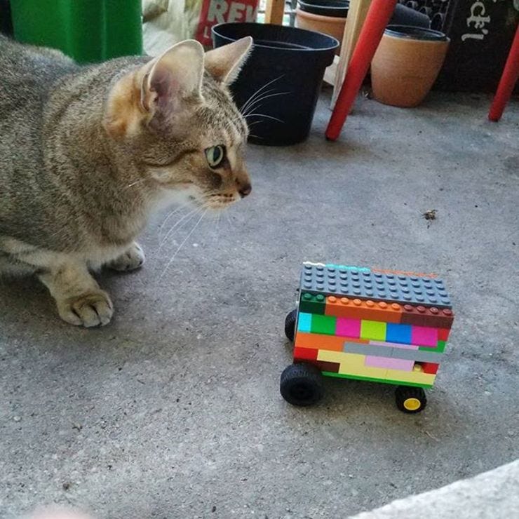 Cat meets Lego. Cat confused