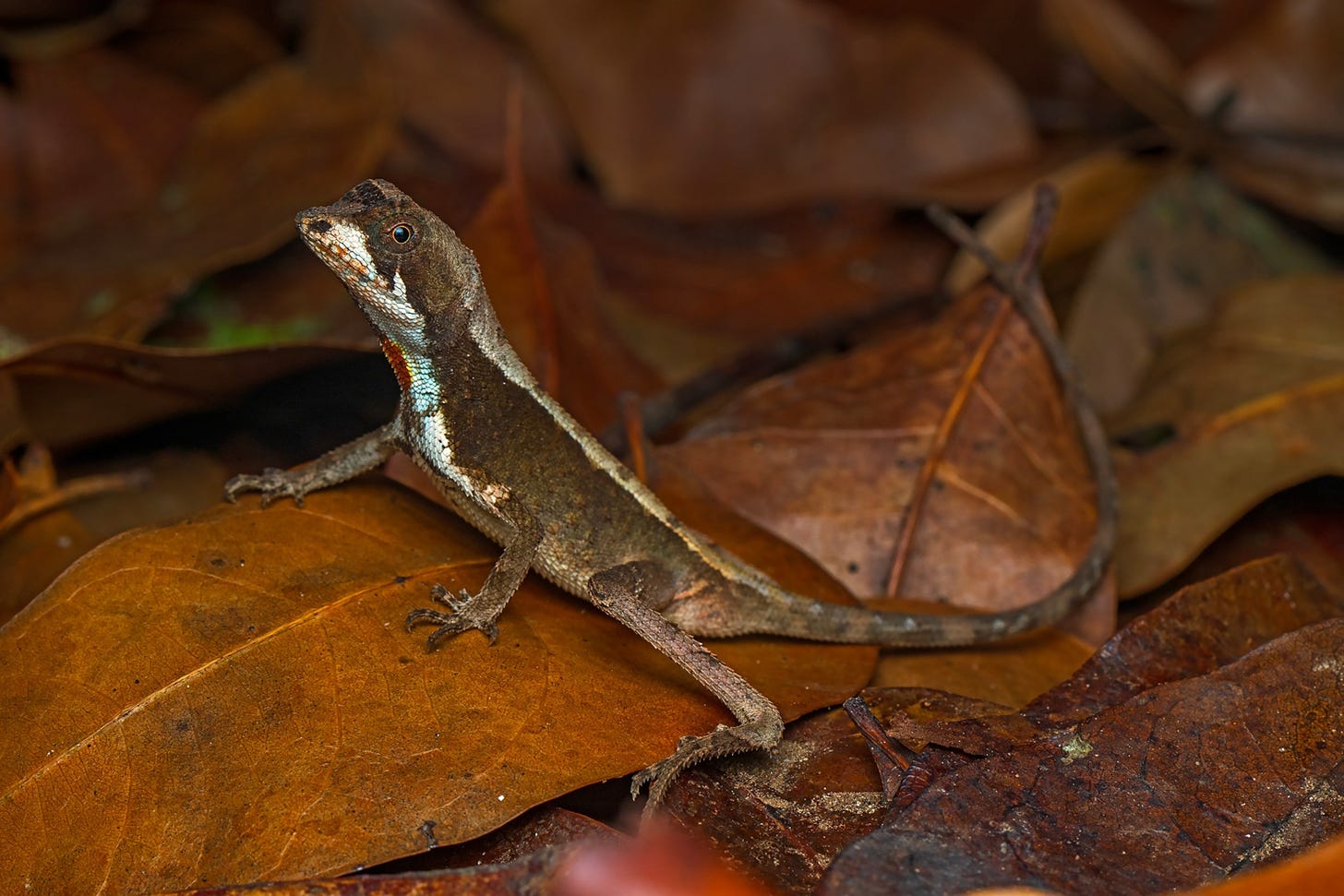 A male Agasthyagama beddomii on leaves in Manalar, Achankovil.