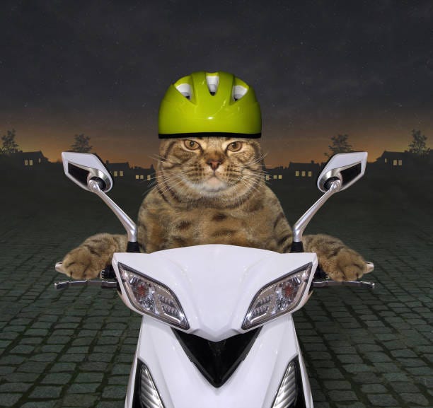 560+ Cat On Motorcycle Photos Stock Photos, Pictures & Royalty-Free Images  - iStock