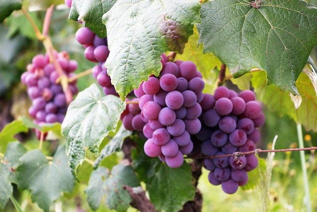 A vine with ripe red grapes