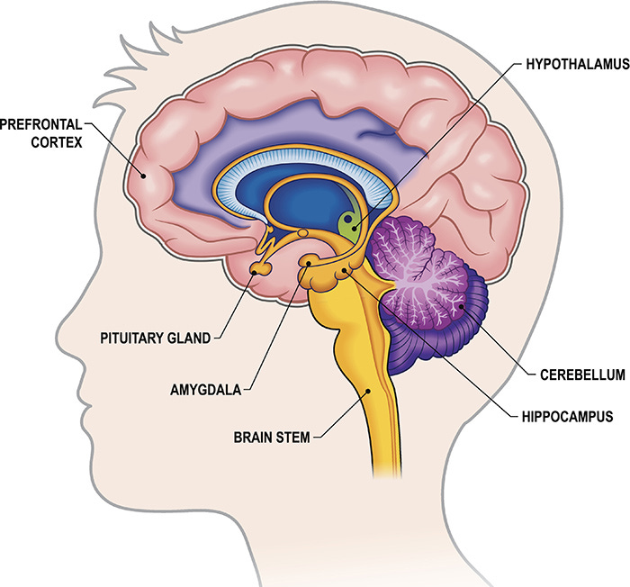 A diagram of the brain

Description automatically generated