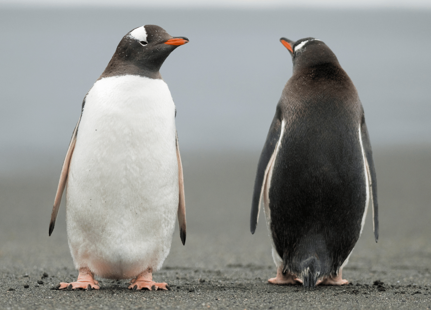 Image of penguins facing opposite directions. 