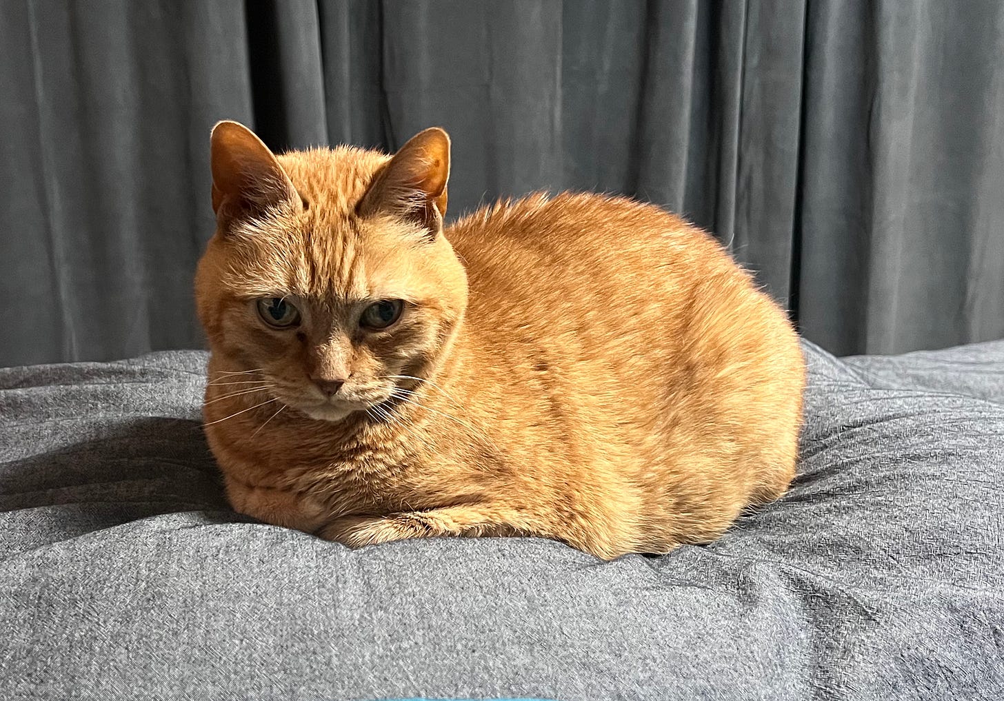 Cuppy sits in loaf shape