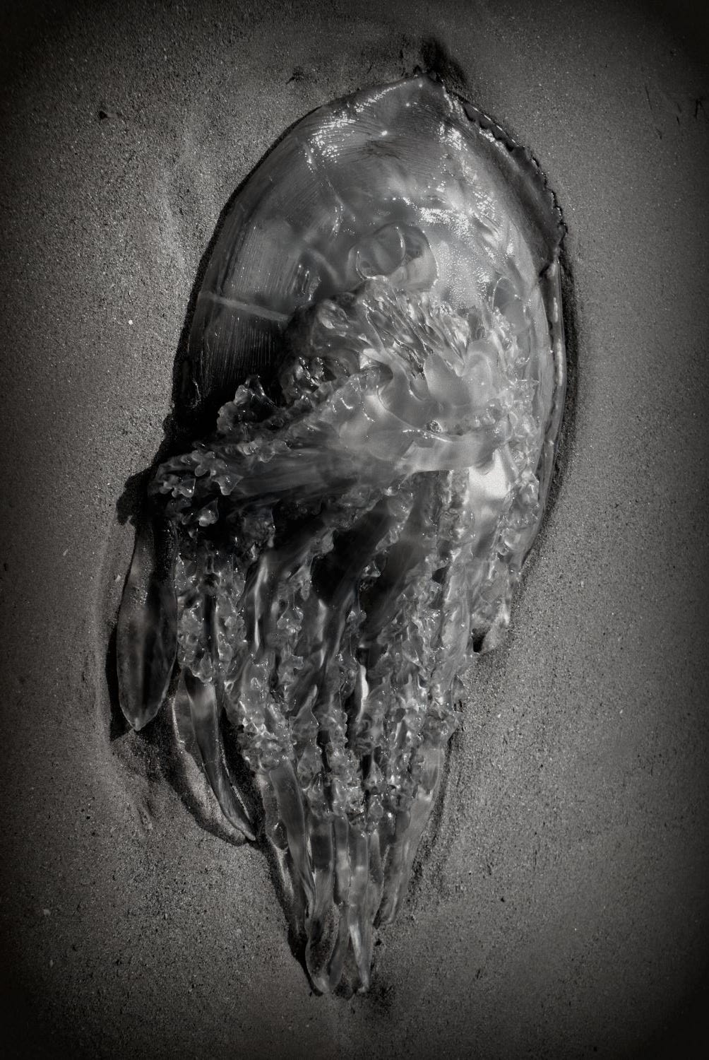 A stranded inverted jellyfish lying on wet sand.