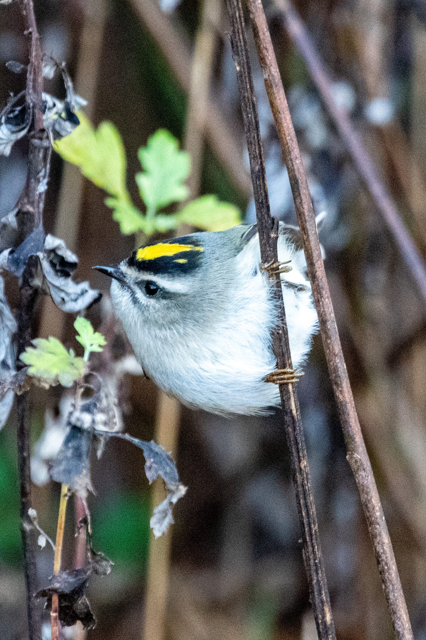 A golden-crowned kinglet, perched on a vertical stem, looks sideways