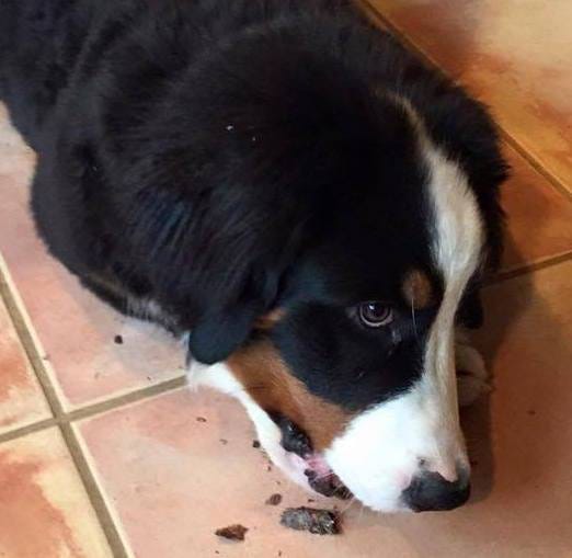 Bernese Mountain Dog laying on a tile floor crunching a stick