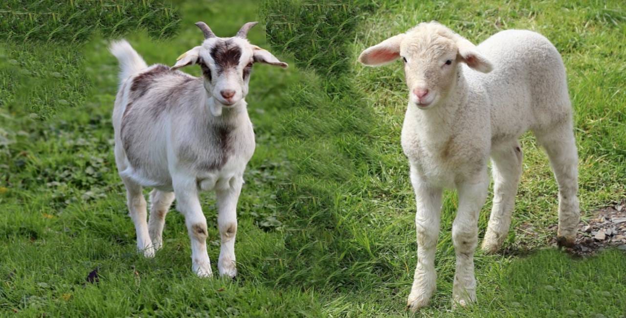 A white and brown goat and a white lamb stand next to each other on green grass.