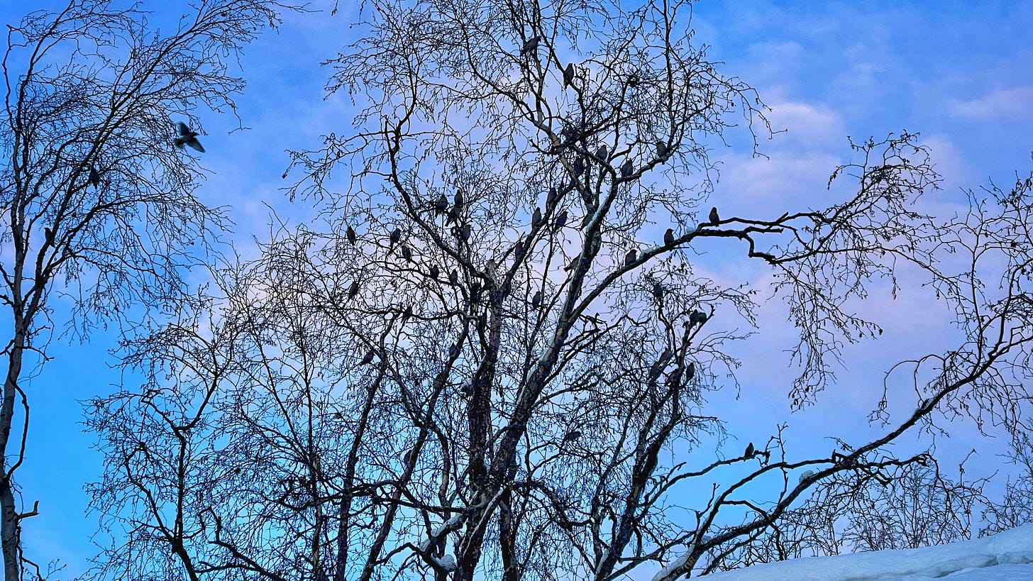 birds in tree