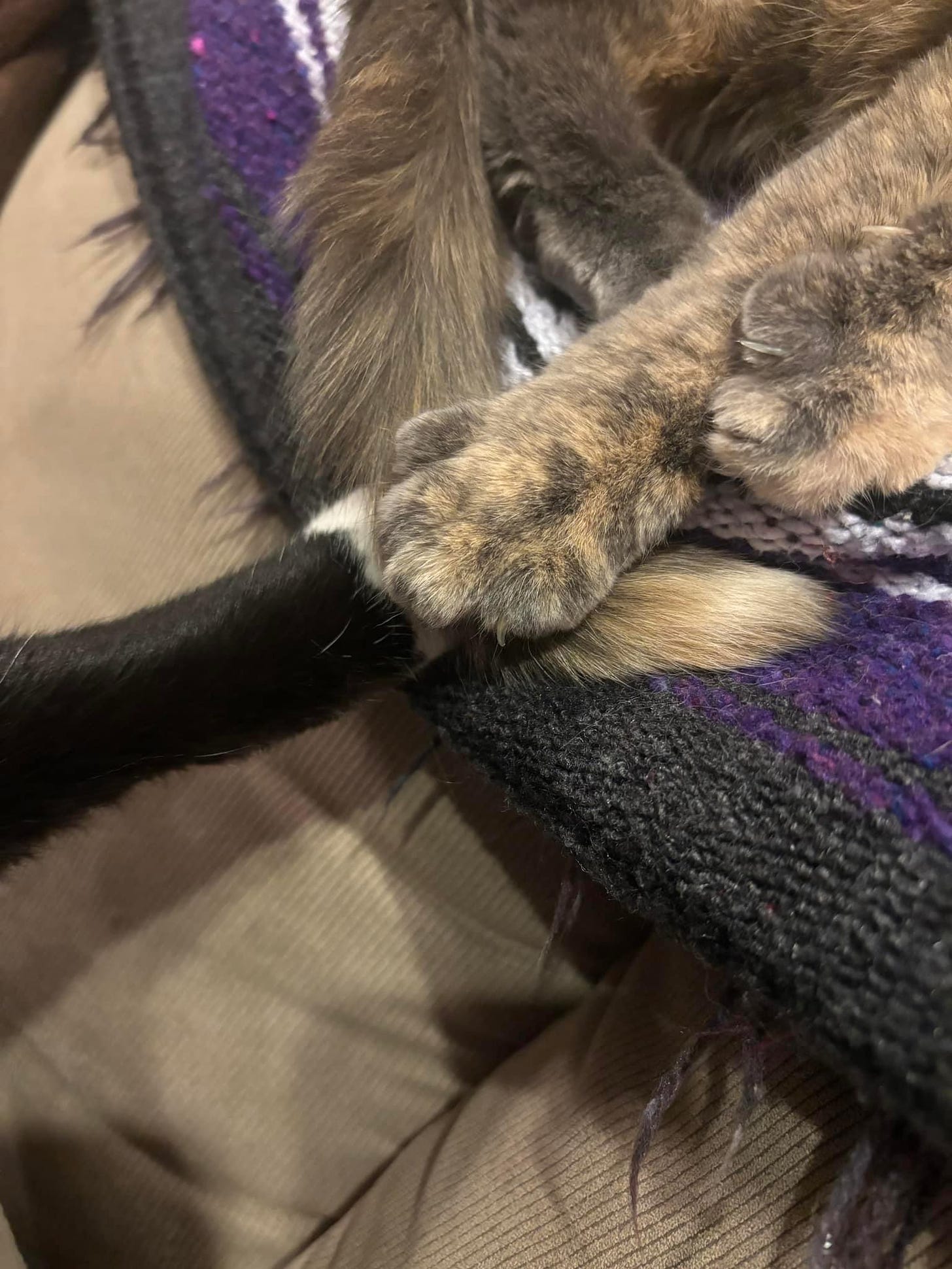 A dilute tortoiseshell cat’s legs are visible (upper right) as she lies on a multicolored blanket. A tuxedo cat’s front leg is extended so that the two cats are holding paws.