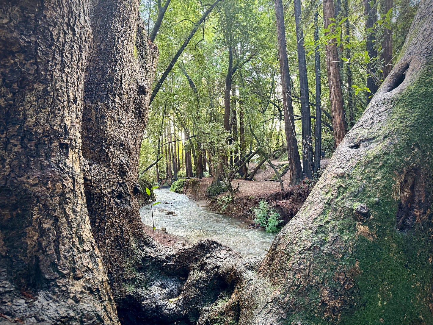 Creek flowing in the woods