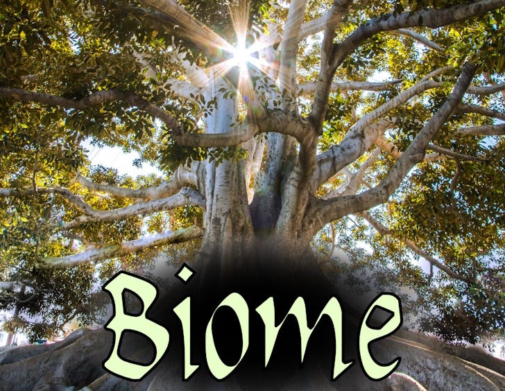 Biome, cover cropped. Sunlight shines through a tree's canopy.