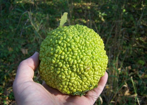 Permaculture Plants: Osage Orange | Temperate Climate Permaculture