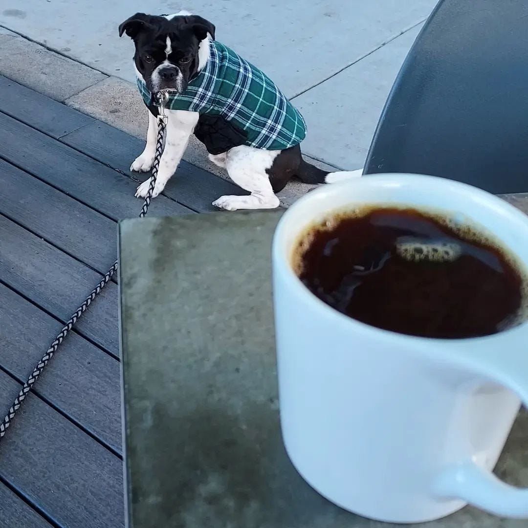 A small black and white dog wearing a green flannel jacket turns his head to stare at a cup of coffee up on a table in the foreground.