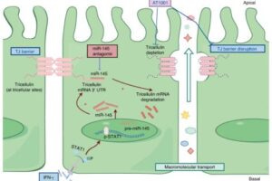 A schematic diagram illustrates a proposed mechanism of interferon-γ (IFN-γ)-induced downregulation of tricellulin in salivary epithelial cells. IFN-γ leads to the phosphorylation of signal transducer and activator of transcription 1 (STAT1) and then induces the upregulation of microRNA-145 (miR-145) which combines with tricellulin mRNA 3' UTR and inhibits the expression of tricellulin. This would then cause the dysfunction of acinar epithelial barrier and the increased transports of macromolecules through paracellular pathway due to the loss of tricellulin in salivary glands, thereby resulting in hyposalivation. The schematic diagram is designed by Figdraw.