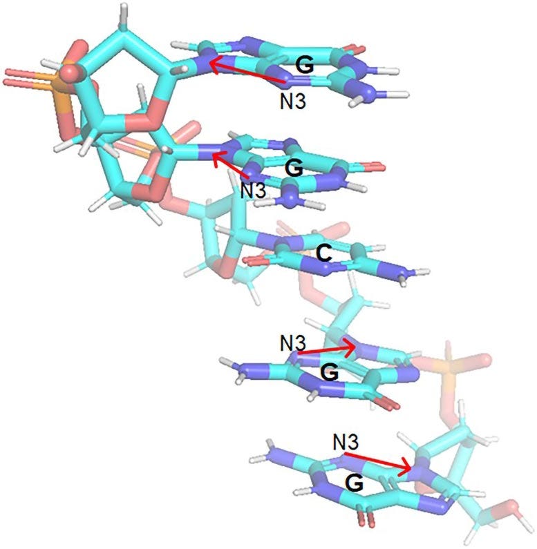 Short DNA Segment Nitrogen Atom Nuclear Spin Axes