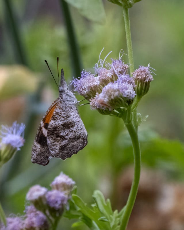 20240915-mby-492-Edit.jpg