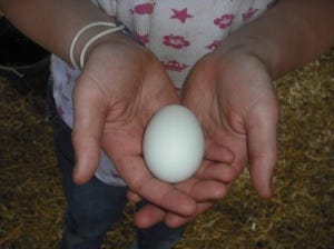 Auracauna egg