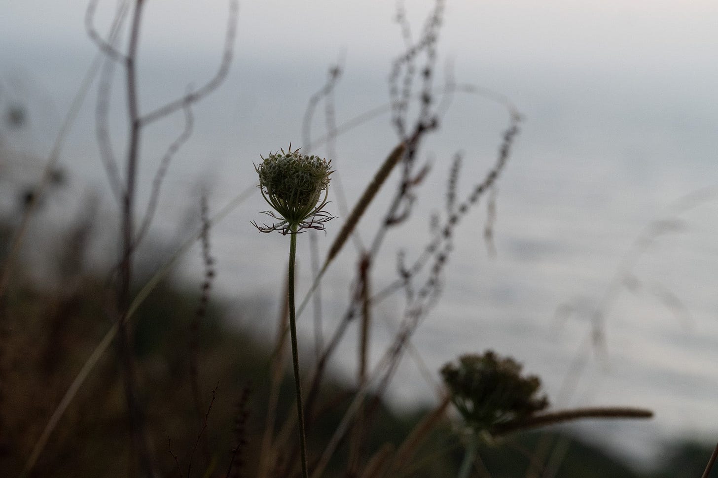 queen anne's lace on the cliff path robin hoods bay