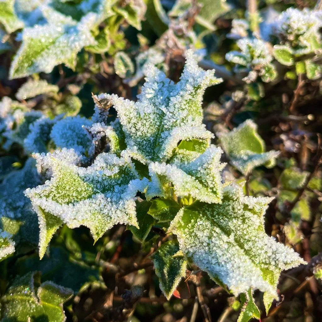 Holly leaves in bright sunshine completed encrusted with frost.