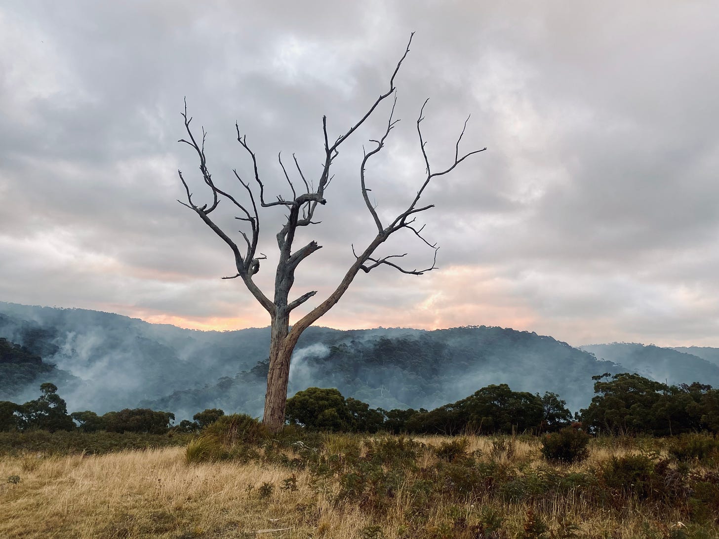 A dead tree in a field with mountain ranges and a pink sunset in the background obscured by smoke from a fire
