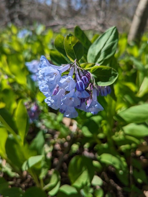 A close up photo of a blue wildflower