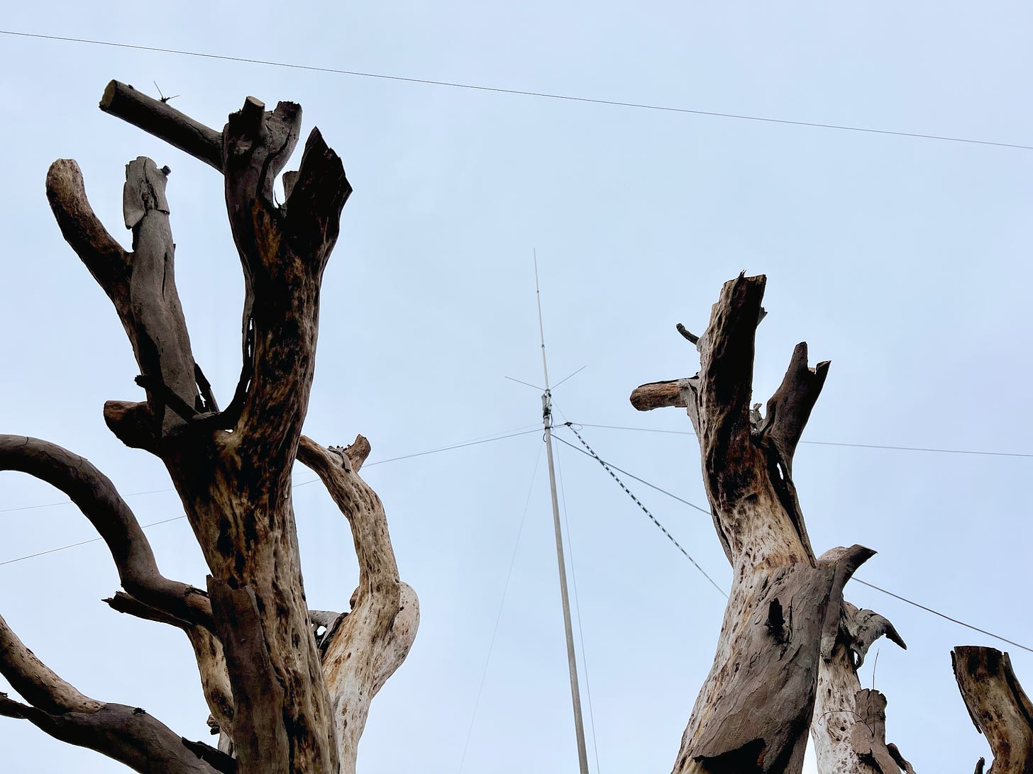 A dead eucalyptus tree that sadly died last winter, in front of a few of my antennas.