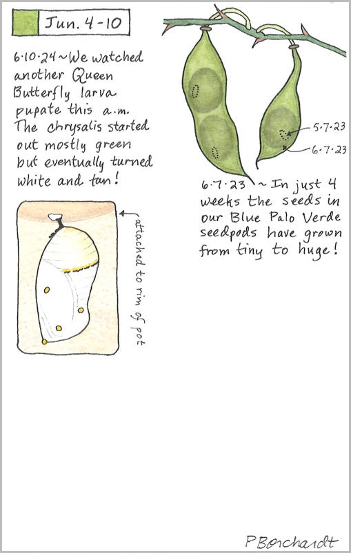 Perpetual Journal, week of Jun. 4-10: Queen Butterfly White Chrysalis (2024); Blue Palo Verde Seedpods (2023)