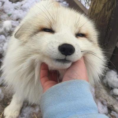 r/foxes - Red marble fox