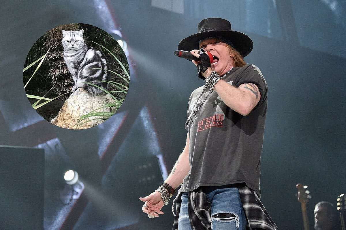 Axl Rose Thanks Fans for Their Support After His Cat Dexter Dies