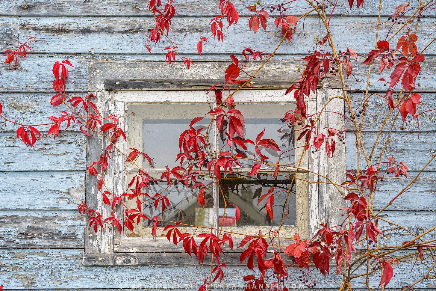 a window on an old house covered with vines that have turned a bright fall red
