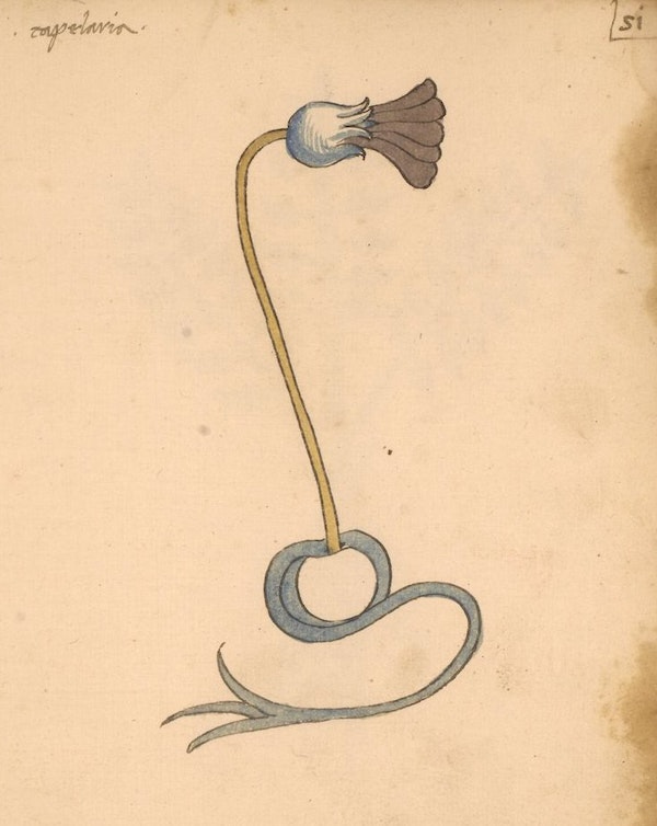 A quirky medieval illustration of a plant with a large single flower that flares like an ear-trumpet.