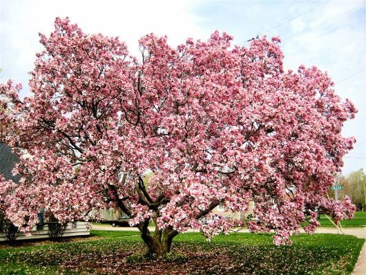 árvore magnolia | Magnolia trees, Japanese magnolia tree, Garden trees