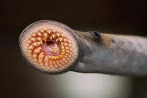 One of just two vertebrates without a jaw, sea lampreys that are wreaking havoc in Midwestern fisheries are simultaneously helping scientists understand the origins of two important stem cells.